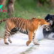 Bear vs tiger: Watch 2 of nature's heavyweights face off in the wild in India