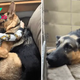 SO.”A Rescued Dog Finds Joy in His New Home, Becoming a Loyal Protector to His 5-Year-Old Friend”.SO