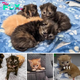 SOT.”Small Lives Transformed: How Kindness Gave Four Lost Kittens a Loving Home”.SOT