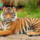 Tigers: The Majestic Icons of the Wild H12