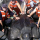 LS LS ”Cooperative Effort: American Visitors Join Hands to Rescue a 1500-Pound Giant Sea Turtle, Returning it Safely to the Ocean After an Unintentional Stranding.”