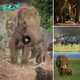 Adaptive Action: Elephants Evolve to Lose Tusks Amid Poaching Pressure.hanh