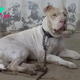 nht.The injured dog lay in a sad corner, hoping someone would help him have a better life and a real home. ‎