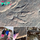 A four-year-old girl discovered ѕtгапɡe dinosaur footprints more than 215 million years old At the Welsh beach