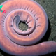 Pacific Hagfish: The ancient deep-sea creature that can can choke a shark by spewing slime