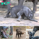 Watching baby elephants take their first steps is a heartwarming natural experience