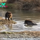 Dramatic Footage Shows Two Bears Being Chased Off by a Bison Herd in Yellowstone: Tourists Warned Not to Approach for Selfies as Grizzlies Flee from the Horned Giants