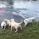 NN.Behold the heartwarming scene as the father of six delightful Labrador puppies assumes the mantle of swimming instructor, tenderly guiding his progeny through the waters with a blend of patience and affection, ensuring they embark on their aquatic voyage filled with confidence and exuberance.