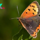 The Enchanting World of Butterflies: Beauty, Ecology, and Conservation H12