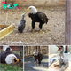 Murphy the Bald Eagle Captures Hearts by Adopting a Rock, Now Nurtures Orphaned Chick as Foster Father