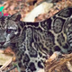 Bornean clouded leopard family filmed in wild for 1st time ever