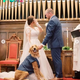 NN.”Following a 530-day hiatus, Nico, the beloved dog companion, made a heart-melting cameo at the owner’s wedding, evoking a cascade of emotions that resonated deeply with both family members and attendees.”