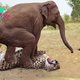 dung..Heroic Motherly Act: Witness the Brave Elephant Shielding Her Baby Monkey from a Leopard’s Threat..D