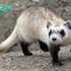 CDC tests Texas bird flu strain in ferrets, finds high lethality