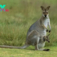 The Remarkable Kangaroo: An Icon of Australia H14