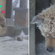 f.A homeless dog is left out in the cold, facing the unforgiving elements of snowy weather.f