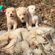 Touching Rescue: Three Orphaned Puppies Saved from Near Train Tracks After Tragic Loss of Their Mother, Captured in Heartfelt Video