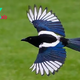 The Magpie: Nature’s Jewel of Intelligence and Beauty h10