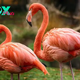 The Fascinating World of Flamingos: Nature’s Pink Wonders H14