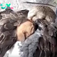 Heroic Goose Saves Stray Puppy from Freezing Death by Warming Him Under Its Wings in a Heartwarming Act of Compassion