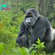 Gorillas: Gentle Giants of the Forest H14