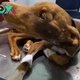 Heartbreaking Struggle: Dog Battles Hunger, Cold, and a Painful Bone Infection, Yet Clings to His Sweet Disposition