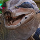 .Forest Monster: Titanoboa Snake Reaches Over 12.8 Meters Long and Nearly 1 Meter Wide..D