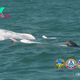 Pink dolphins spotted with baby from completely different species in 'mystery' encounter