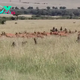 Incredible moment a group of baboons faced off against a herd of antelopes, captured and then brutally ate one in front of horrified tourists