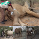 Heros of the Savanna: Kenya’s Mobile Wildlife Veterinary Teams in Action.hanh