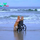 uss.After more than 15 years of being a faithful companion for his disabled owner, the dog fulfilled a long-cherished dream by taking him to the sea for the first time, a gesture so moving that it touched millions around the world.