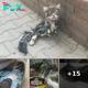 Thanks to Volunteers, This Paralyzed Cat Was Rescued from a Life on the Streets