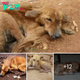 Lamz.Heroic Rescue Mission: Dog with Wolf-Like Jaw Saved from Starvation and Given a Second Chance at Life