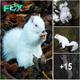 Rагe Eпсoᴜпteг: Photographer captures images of one of the country’s 50 albino squirrels in a Stᴜппіпɡ photo shoot.