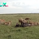 Defending Their Domain: Young Male Lions Engage in Epic Battle to Protect Their Hard-Earned Kill from Rivals. Amidst the Savannah’s Peril, a Struggle for Survival Unfolds as Lions Face Off Against Cunning Hyenas and Formidable Lionesses.