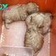 In the Depths of a Fierce Storm: Brave Mother Dog Shields Her Three Newborn Puppies from Relentless Rain and Bitter Cold with Her Own Body Heat