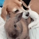 QT Unexpected Naptime Partners: Mother Finds Dog and Mini Pal Taking a Cozy Snooze Together (video)