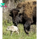 Reported Birth of Rare White Buffalo Calf in Yellowstone Park Fulfills Lakota Prophecy