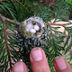 nht.Hummingbird nests are tiny, like thimbles. Be careful not to prune them.