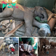 Unyielding Resilience: The Heartfelt Journey of a Rescued Elephant Calf fгeed from Poachers’ Snare