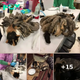 Neglected cat freed after having two pounds of matted fur removed