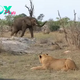 When a pack of hyenas slowly approached a lion, who was unable to flee or fight back due to injuries, things seemed like they’d take a gruesome turn. However, something incredible happened. An elephant stormed up and chased the hyenas away!