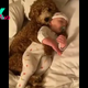 kp6.The dog lovingly watches over the sleeping baby, filling the mother’s absence with unconditional love and joy, and warming everyone’s hearts.