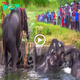 Rescuing the Elephants Trapped in the Canal Led to an ᴜпexрeсted oᴜtсome (Video).sena