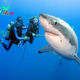 f.A giant 900-pound shark approached the divers, begging to be freed from the hook in a moving encounter that deeply shook the hearts of millions.f