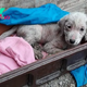 Mercurio’s Desperate Winter Ordeal: Abandoned Puppy’s Heartbreaking Struggle for Survival in Freezing Cold Ends with a Rescue that Warms the Soul