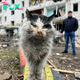 Cat pulled from rubble of Russian bombing finds home with Ukrainian government