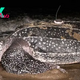 Leatherback turtle dives deeper than a Navy sub, smashing world record in the process