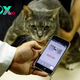 Purrfectly healthy: Japan uses AI to monitor feline wellbeing