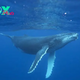 The Majestic Giants of the Ocean: The Fascinating World of Whales H19